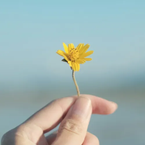 Bloem in een hand